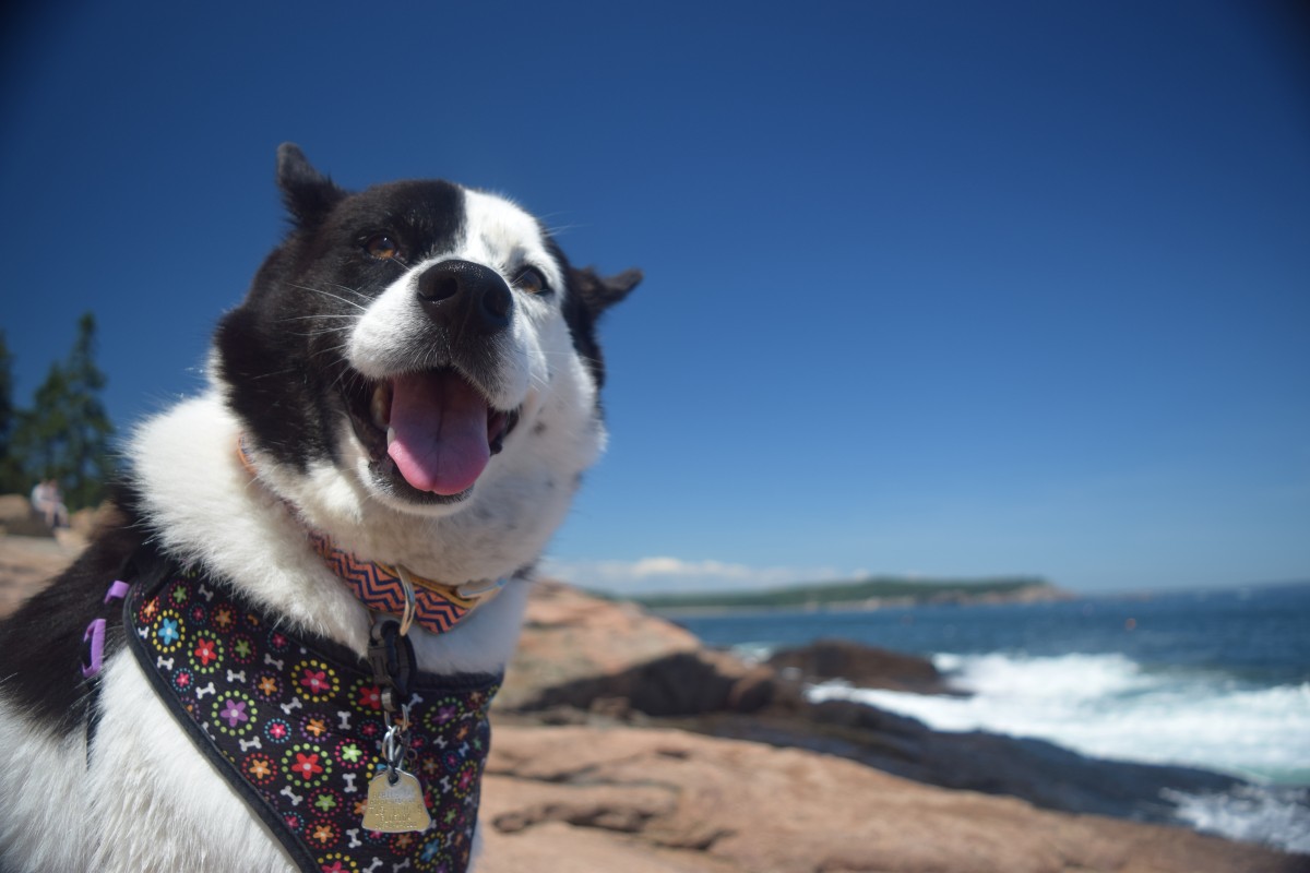 A black and white dog looks at the camera while sitting on a rocky shoreline with the ocean behind it.