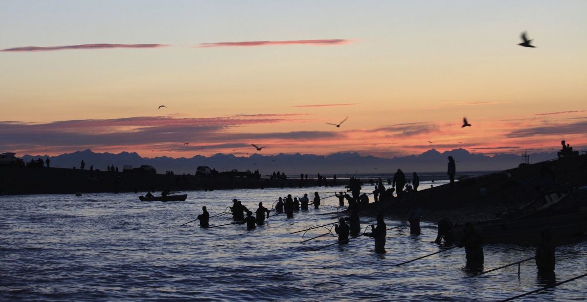 As the sunrises, a large group of people stand in a river with large nets trying to catch fish.