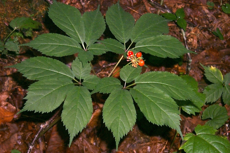 A small green plant with red fruit