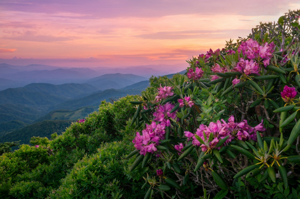 Large pink flowers blossom from a green shrub on the side of a mountain under a sunset sky.