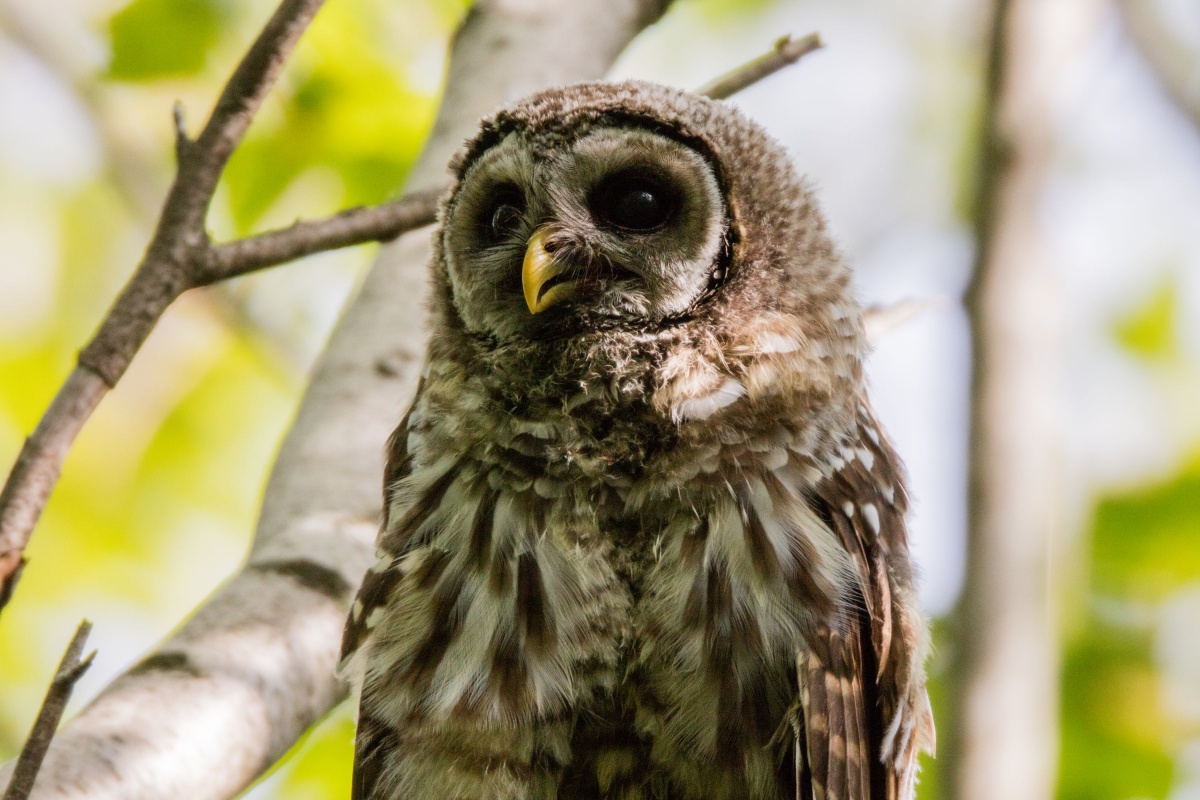 A small owl sitting on a tree branch.
