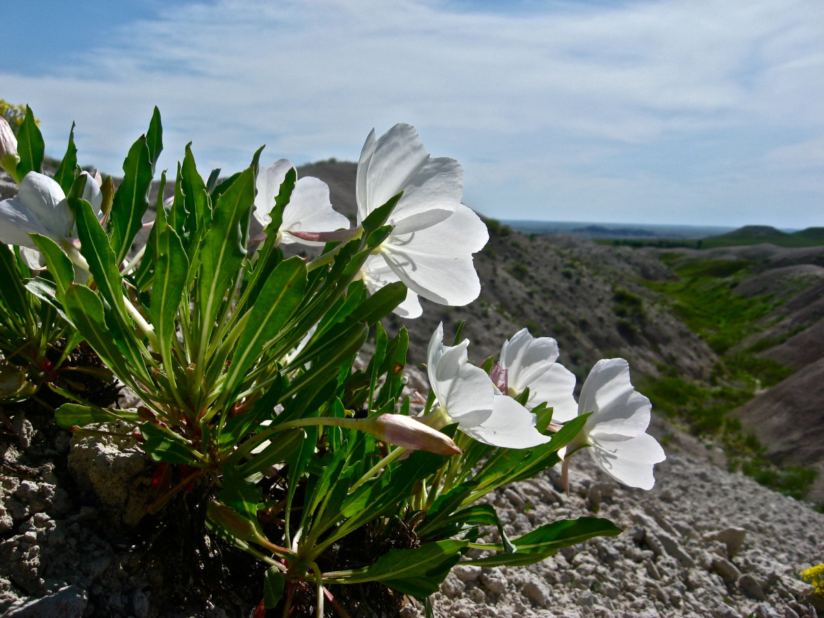 A clump of white flowers grow along a rocky sloping hill.