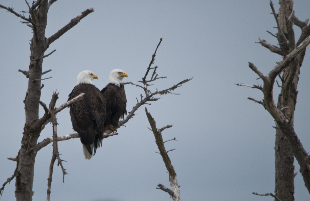 two bald eagles sit next to each other on a tree branch