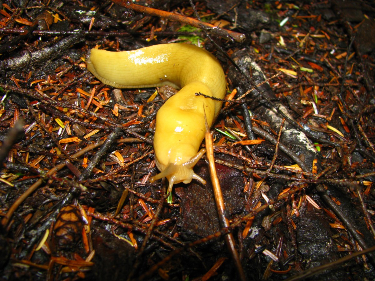 Bright yellow banana slug on brown rainforest floor.