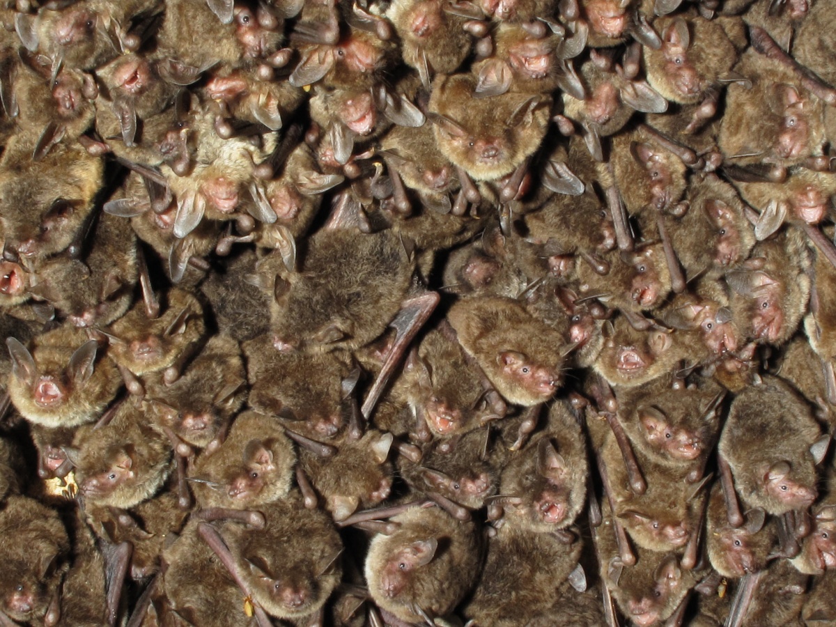 A cluster of dozens of identical brown bats. 
