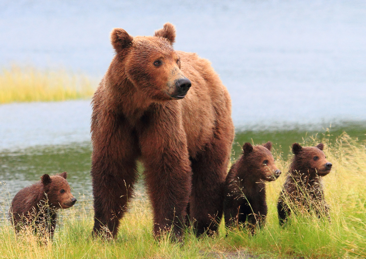 A large brown bear stands on a grassy riverbank with her three cubs.