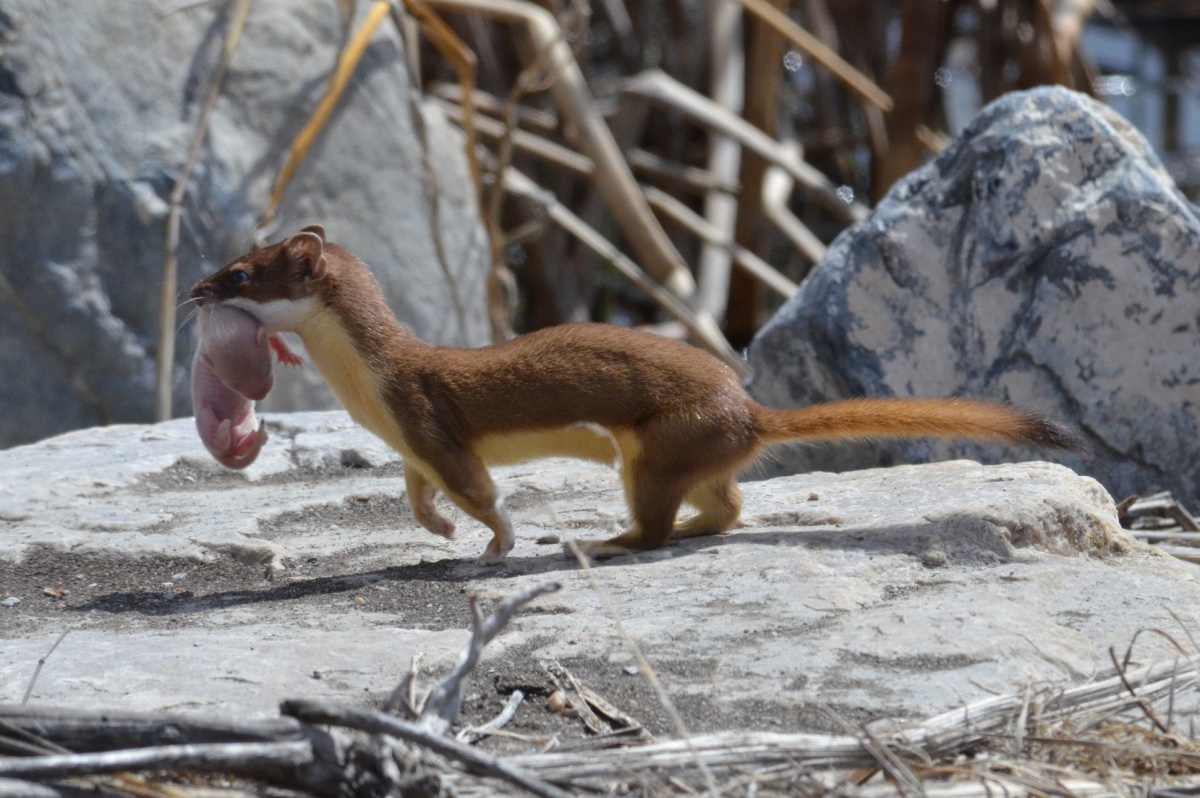 A small orange and brown weasel carries its young in its mouth. The baby is pink and doesn't have any fur. They are walking across a grey stone. 