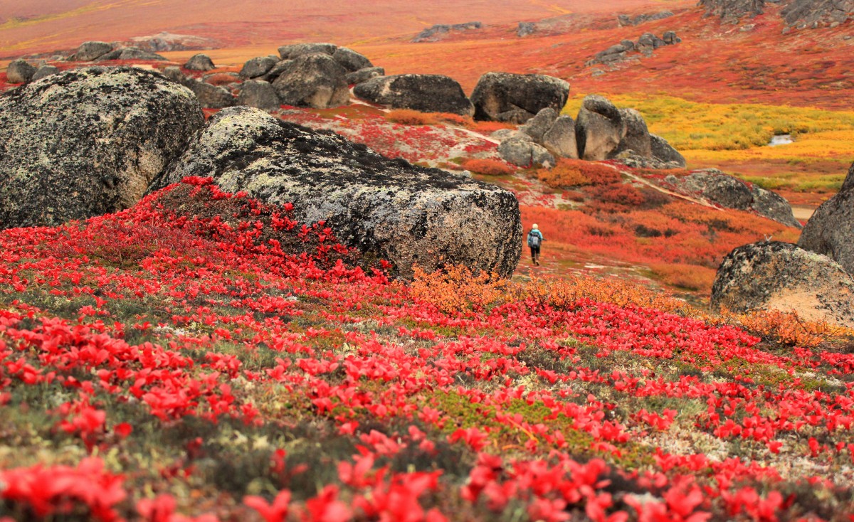 A lone hiker walks around large scattered boulders on a field covered in red, orange and yellow plants.