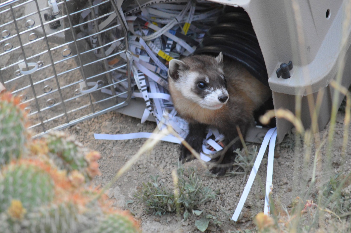 A black footed ferret emerges from a carrying case to be reintroduced to the wild in Wyoming.