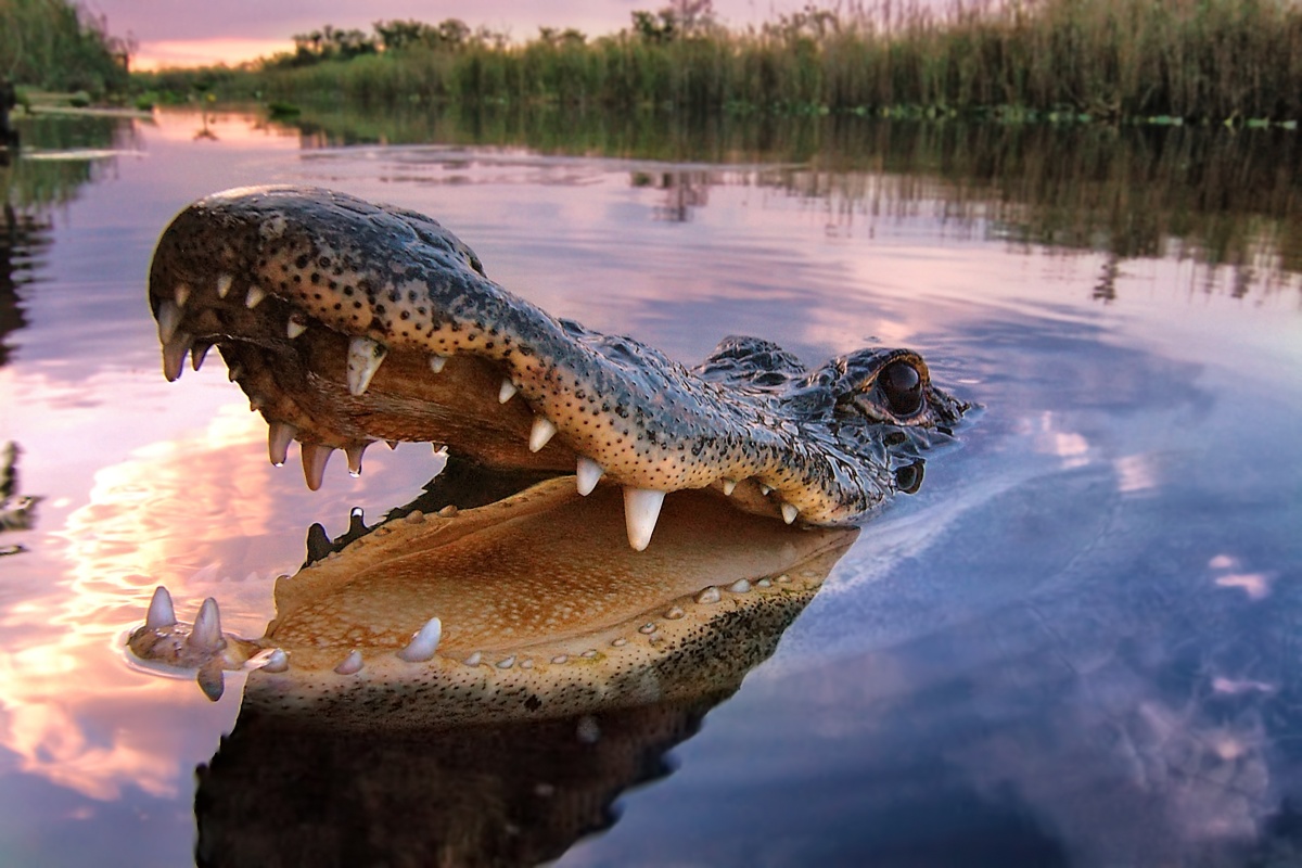 An alligator swims close to the camera with an open mouth.