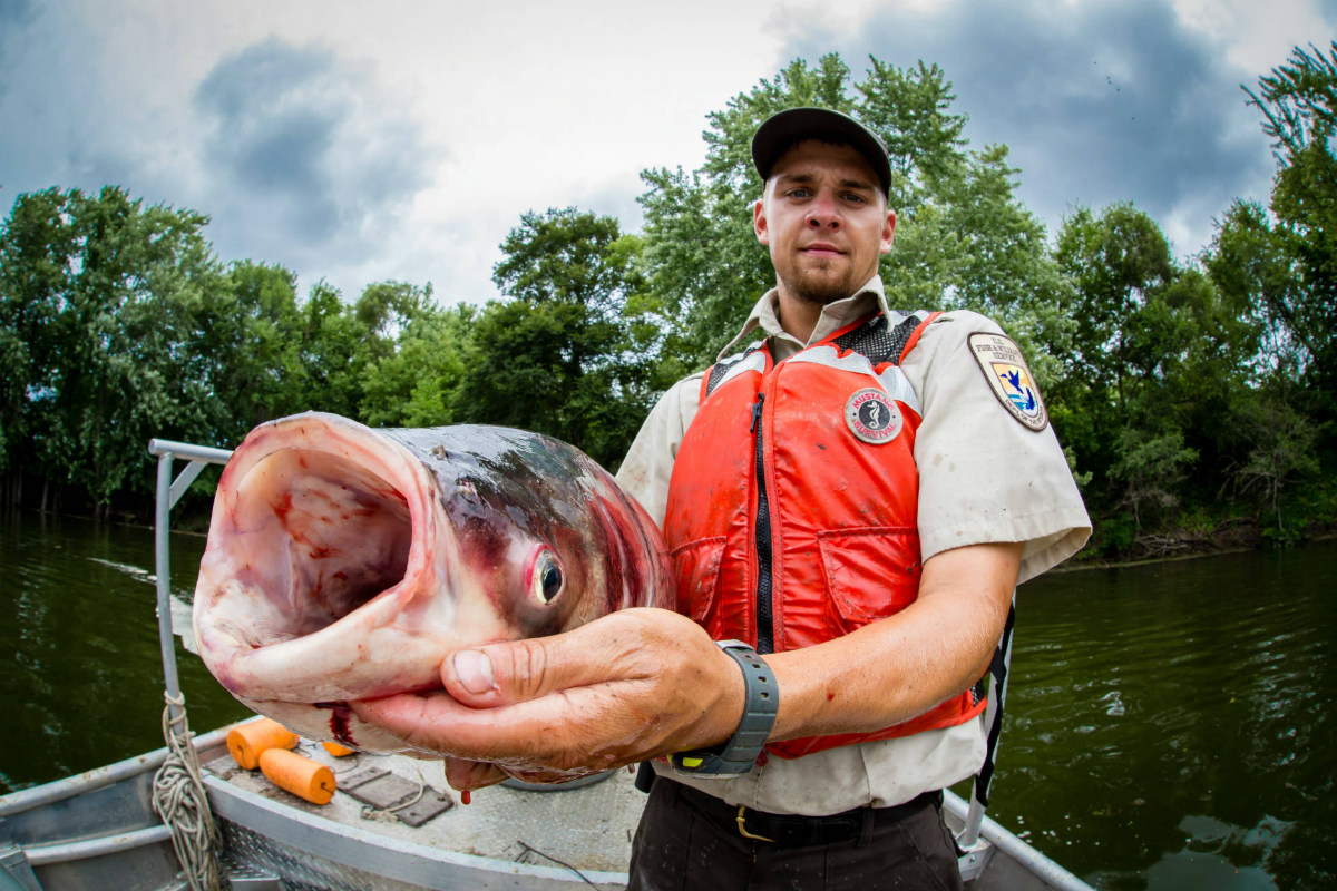 U.S. Fish and Wildlife Service biologist holds a bighead carp in front of a boat.