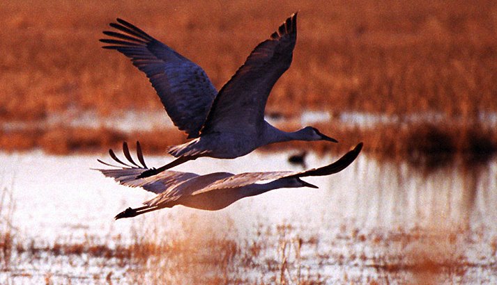 Two cranes spread their wings wide as they fly over water and an orange field.