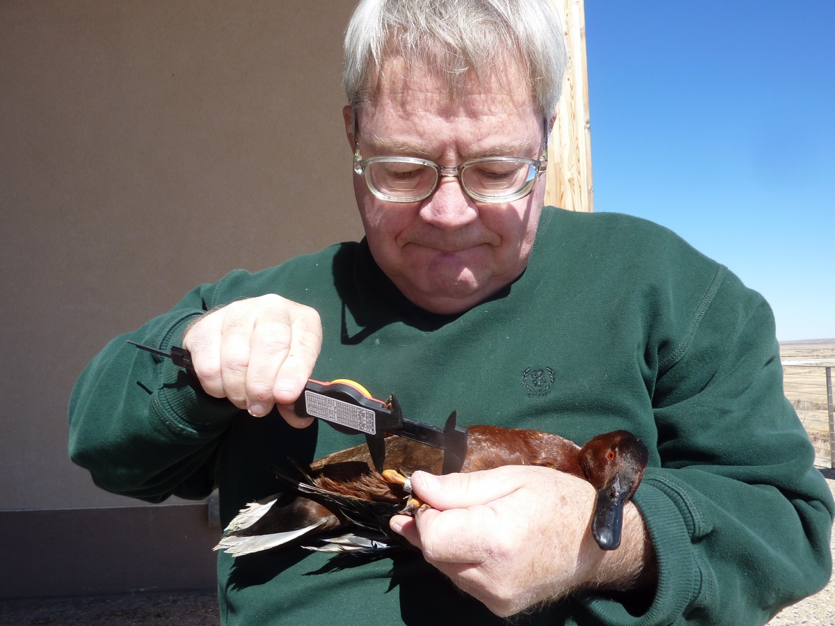 A man in a green sweatshirt and glasses holds and bands a brown bird with a long black bill.