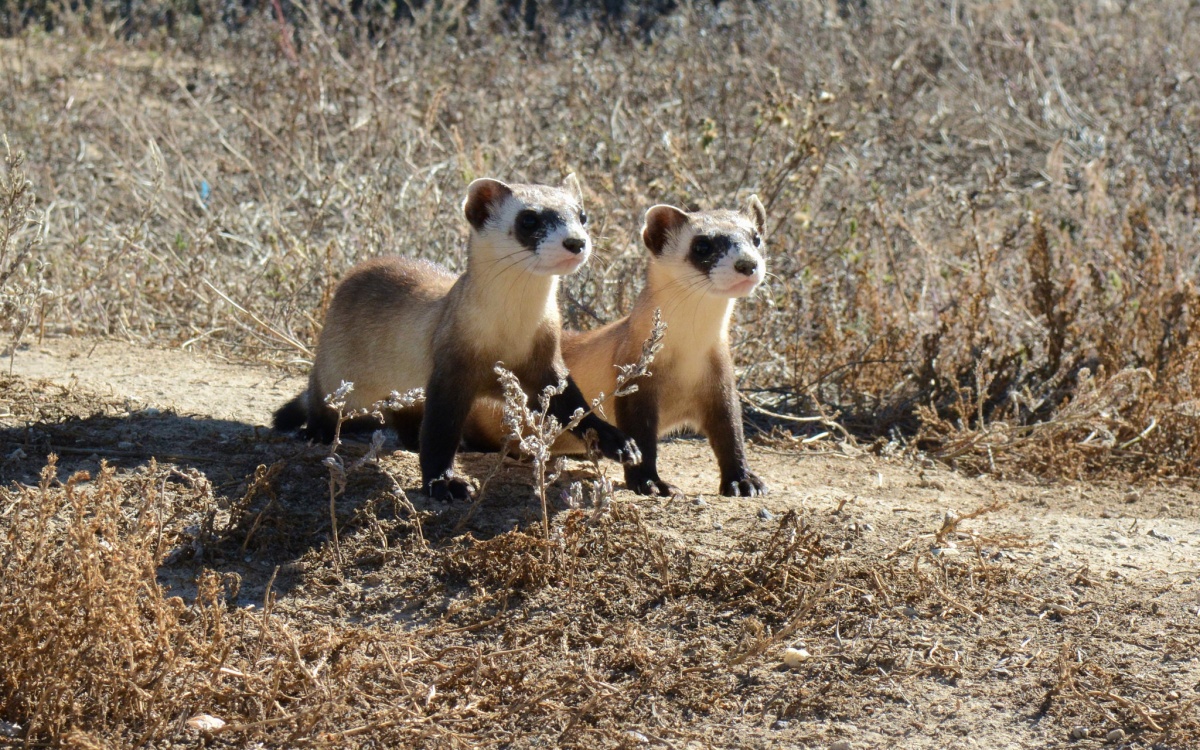 Two small fuzzy ferrets standing on a dirt path running through dry grass.