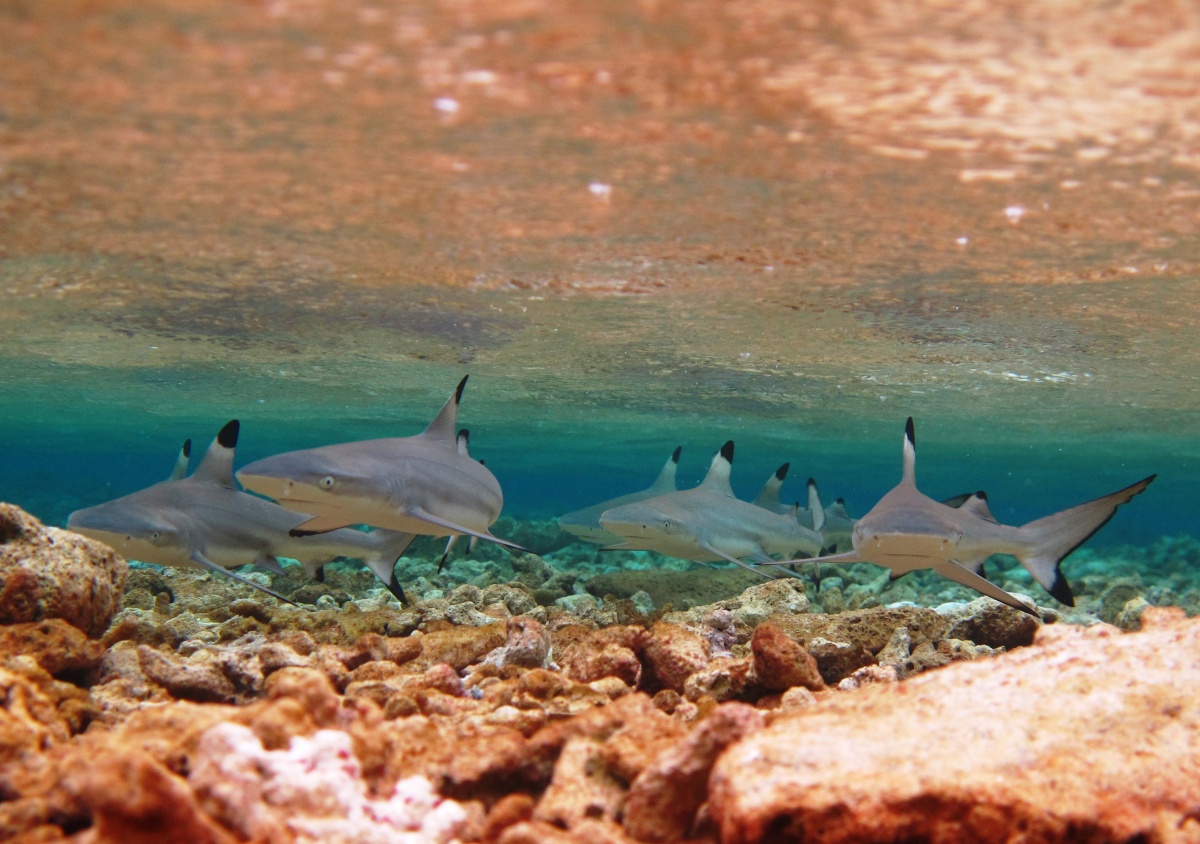 Photo of group of black tipped shark pups under the water, orange and brown rocks covering the ocean floor beneath them 
