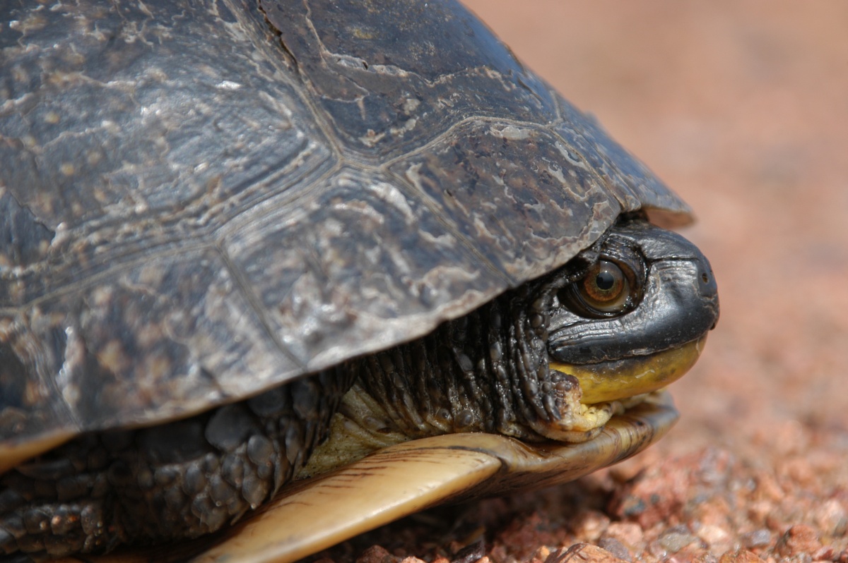 A turtle pokes his head out of his shell with wide eyes. His dark color contrasts with the bright orange ground.