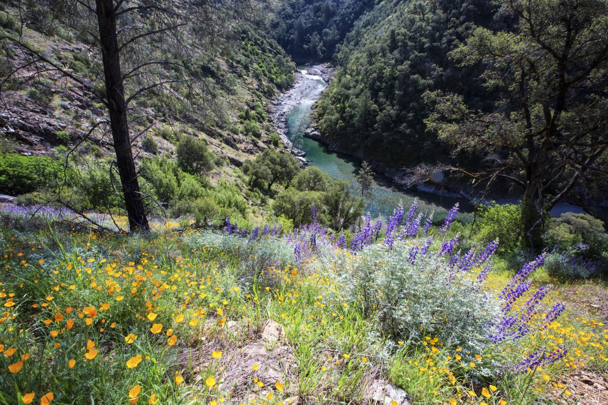Uno stretto fiume blu che curva attraverso una valle con ripide pareti coperte da verdi piante cespugliose e colorati fiori selvatici.