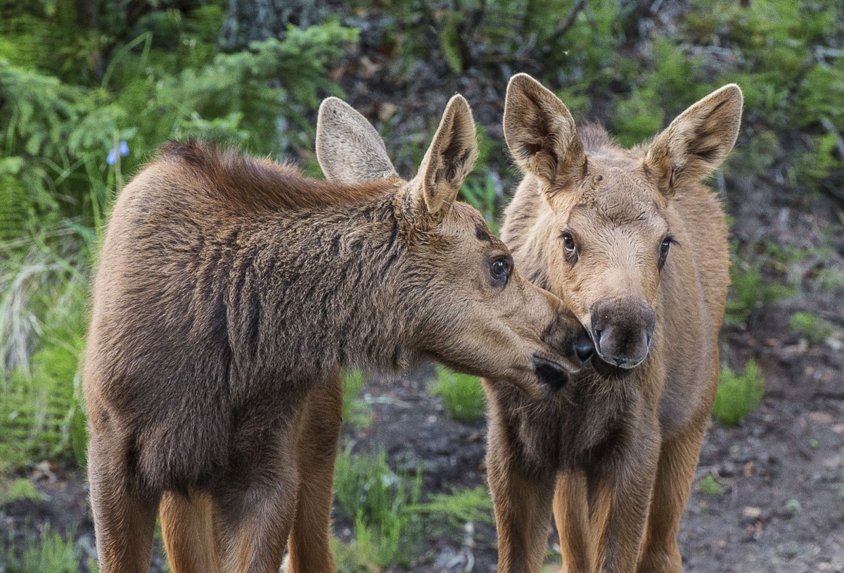 two moose calves nuzzle noses