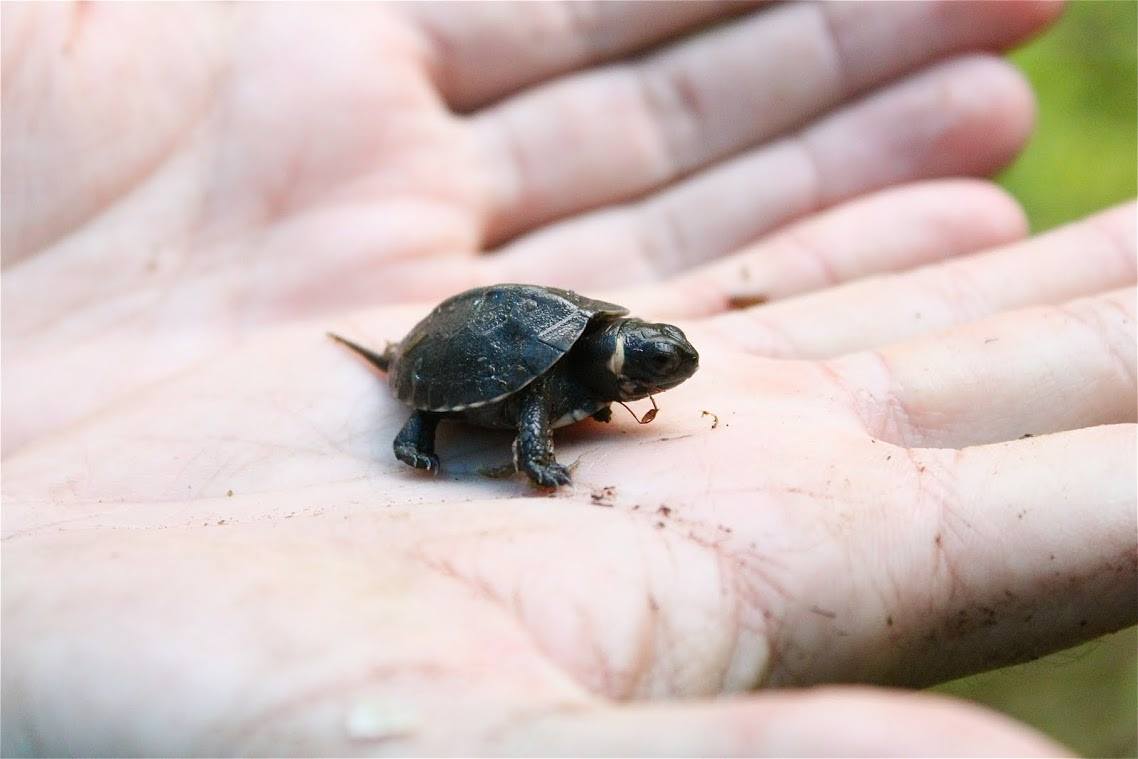 A very small black turtle rests in the palm of someone's hand.