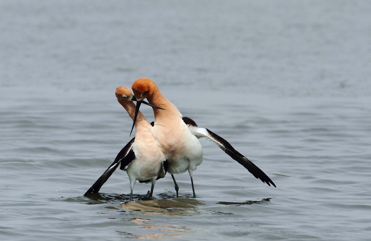 avocets stand side by side in the water with their bills crossed and the male’s wing draped over the female