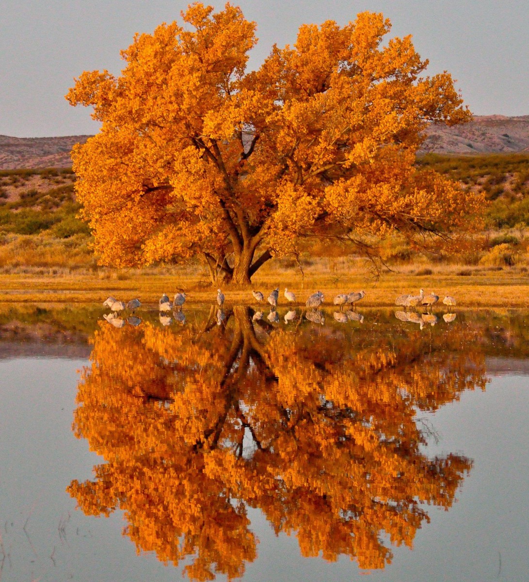 A tree with bright yellow leaves stands next to a still pond that shows the tree's reflection.