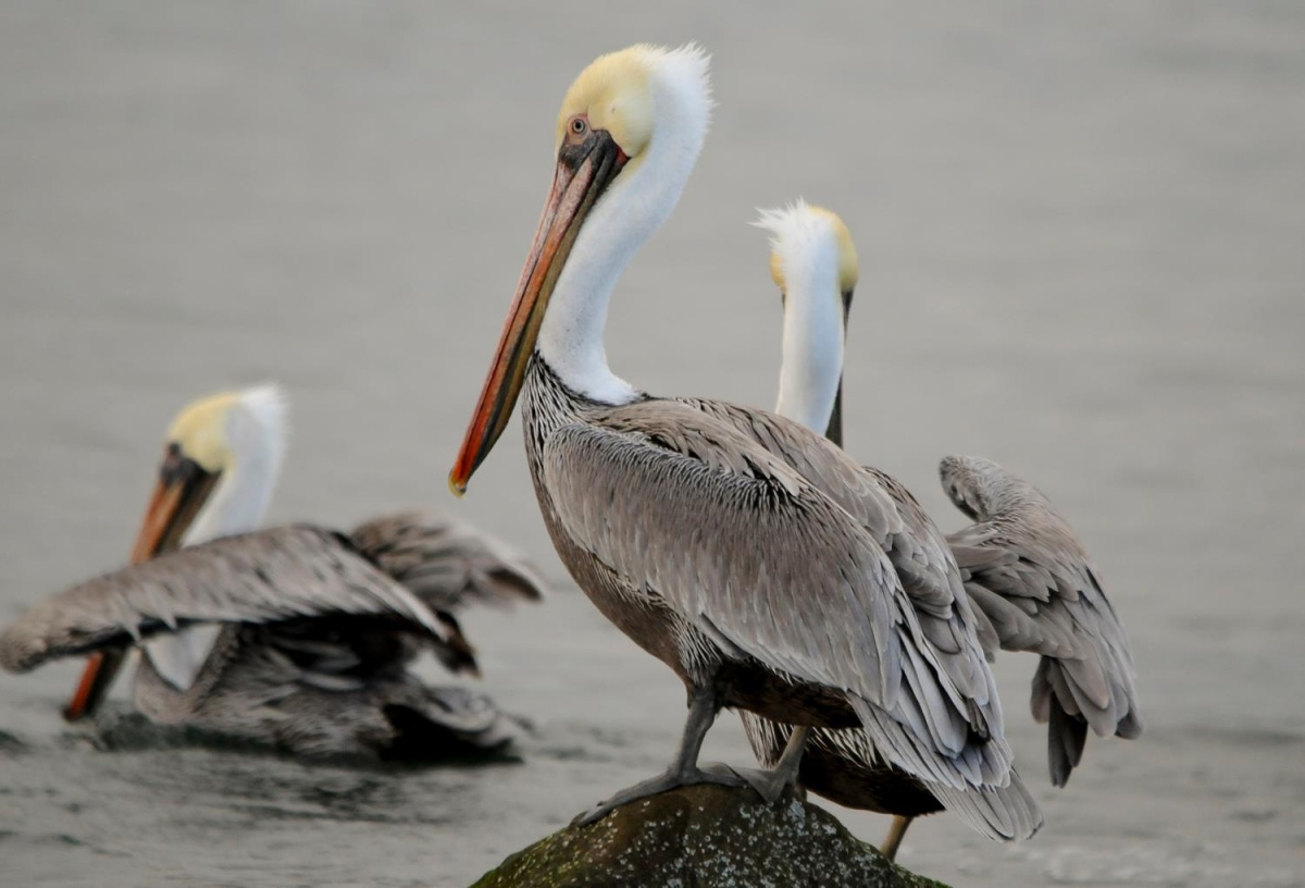 A large pelican with a white head and gray body stands on a rock with other pelicans in the background.