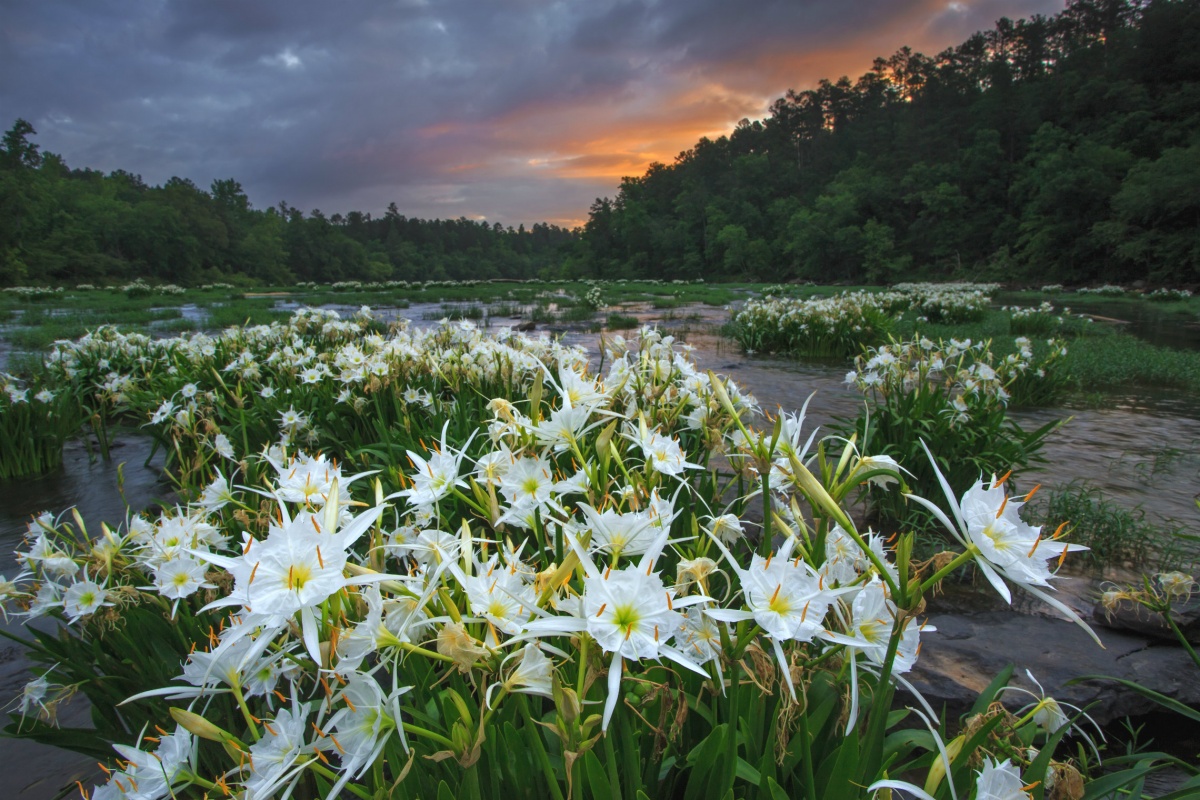 Large white flowers with spiky petals bloom in clumps in the shallow waters of a wide river.