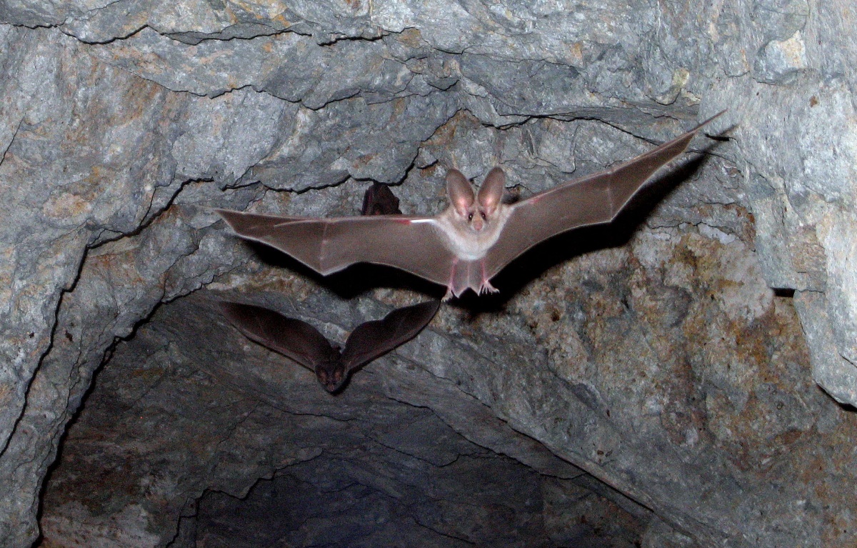 A large bat with ears twice the size of its face flies out of a cave.