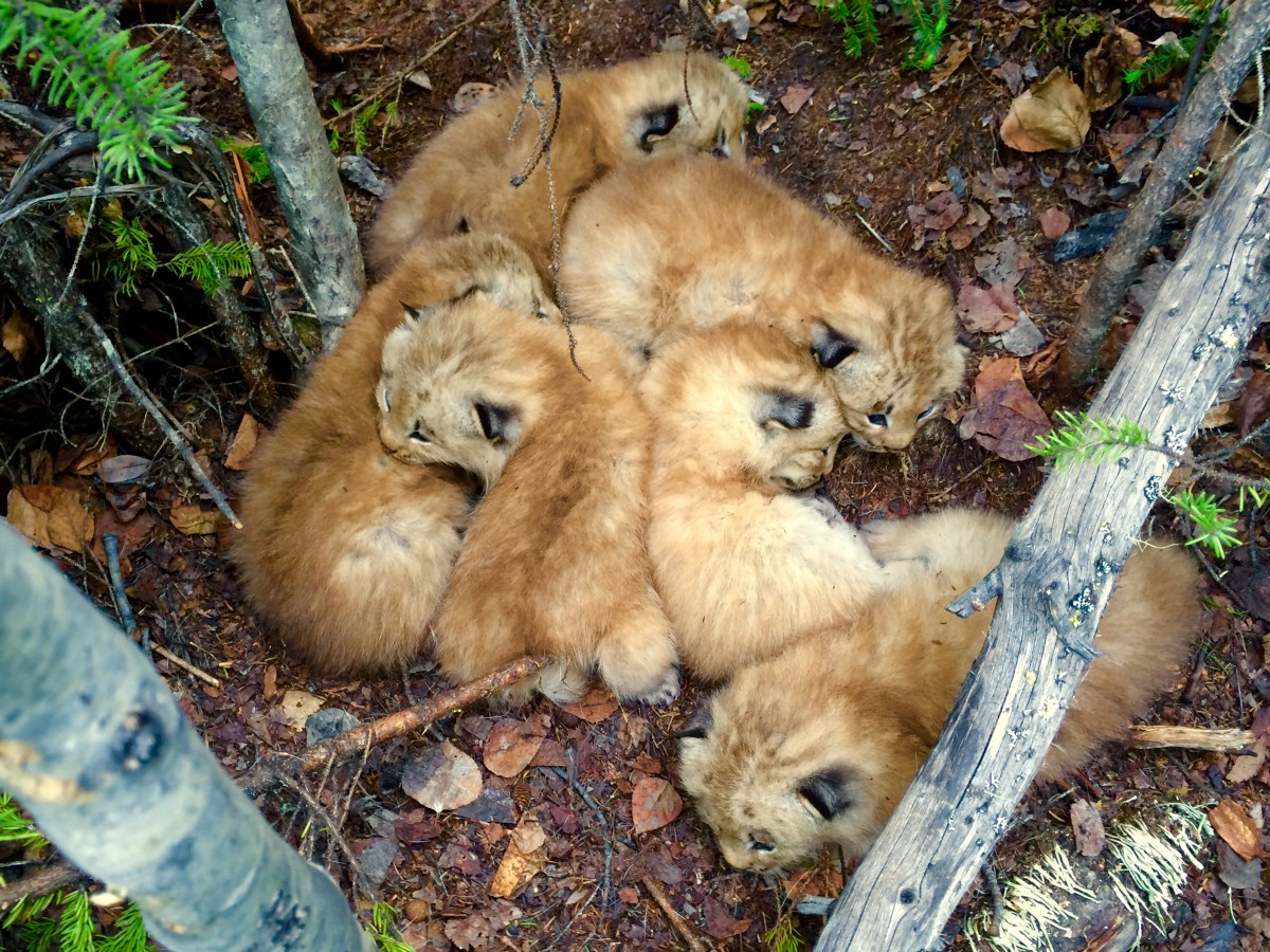 Lynx kittens huddle together in group on ground.