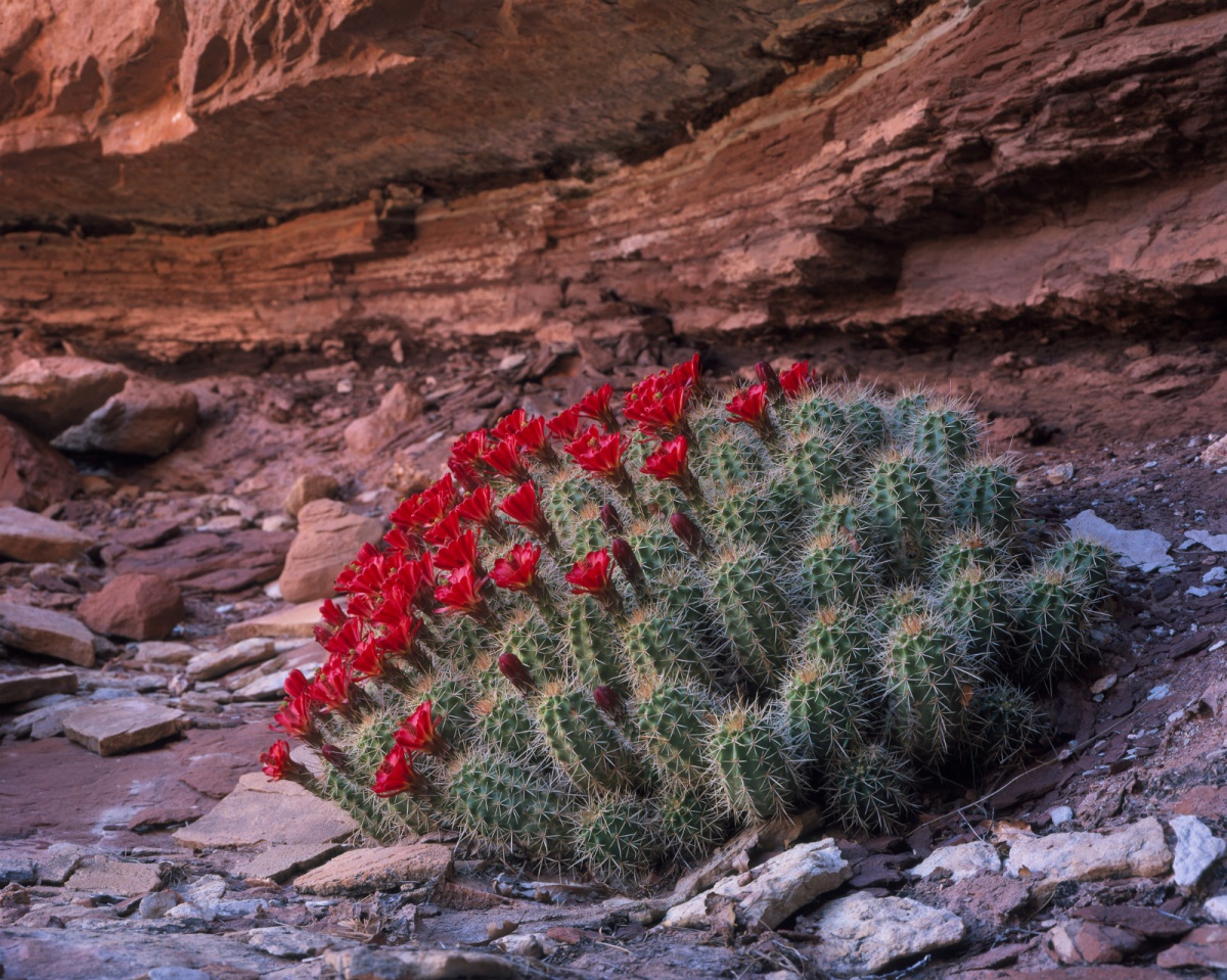 On a rocky, desert landscape, a small cactus with spiky knobs and red flowers blooms next to a rock wall.