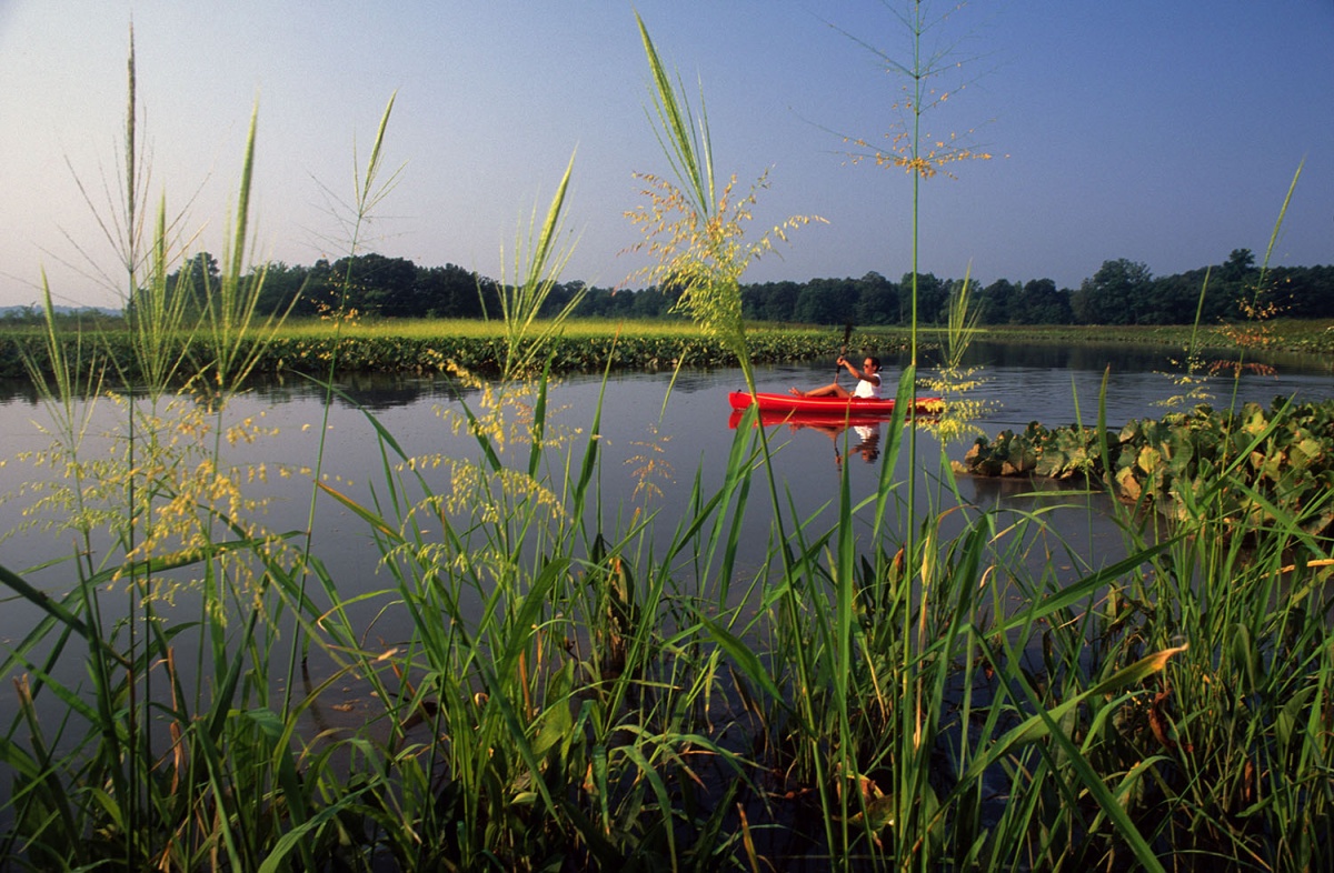 A person in a red kayak paddles in the water as viewed through tall green grass