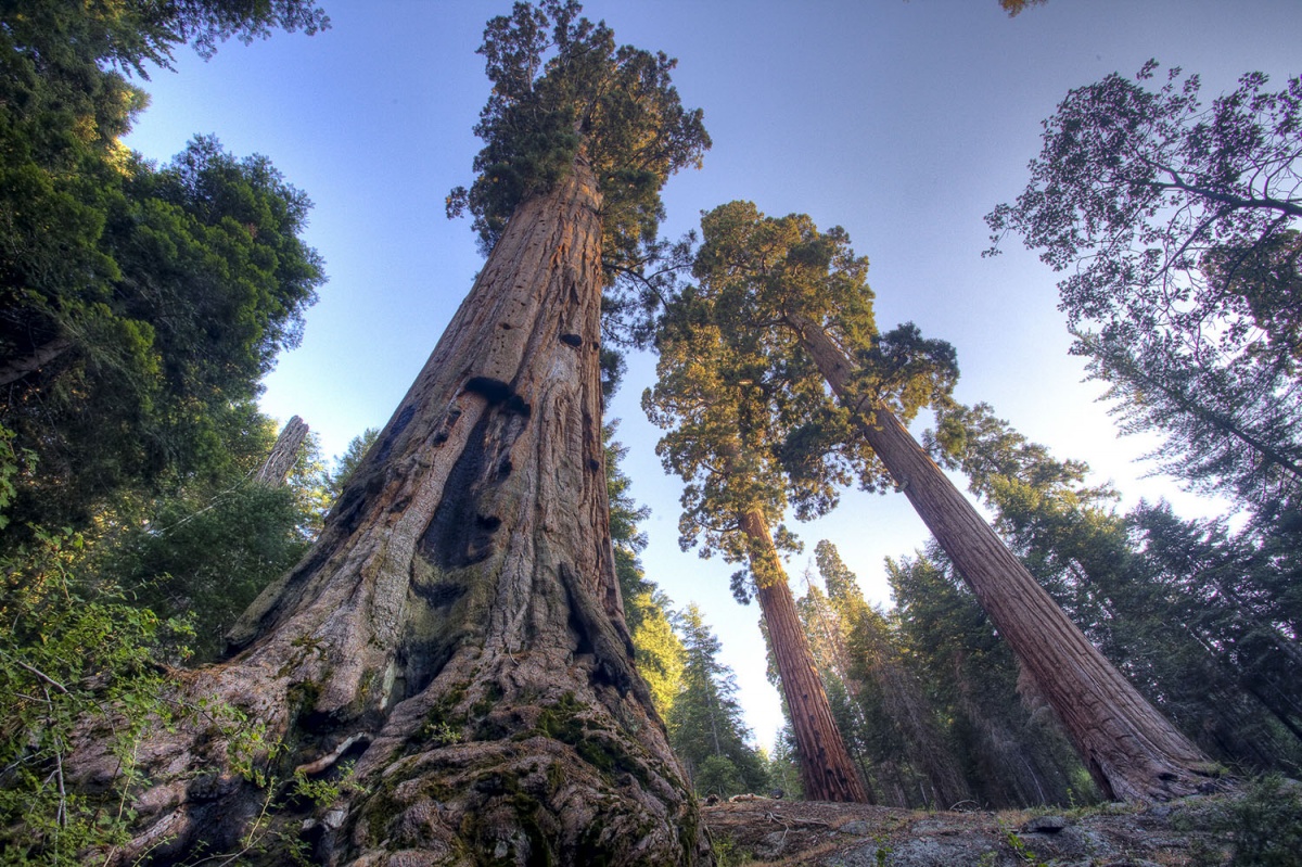 View from below of looming Sequoia tree 