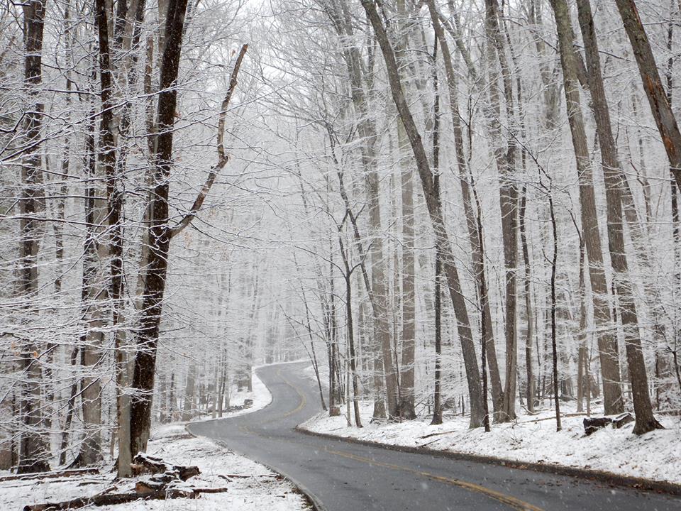 Snow coats tall trees along a winding road