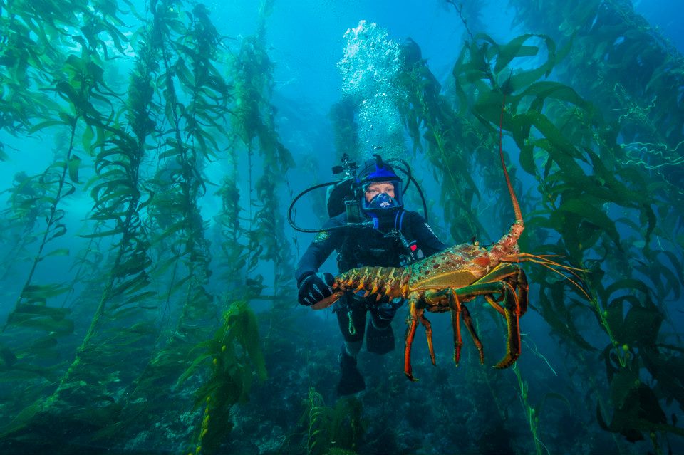 A diver in scuba gear swims through an underwater kelp forest holding a large lobster.
