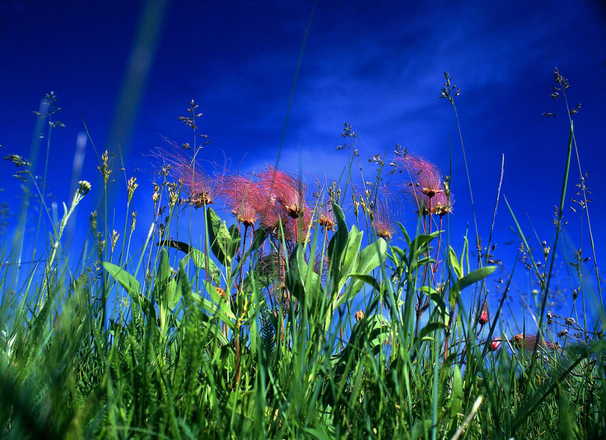 Tall green plants are topped with wispy reddish flowers.