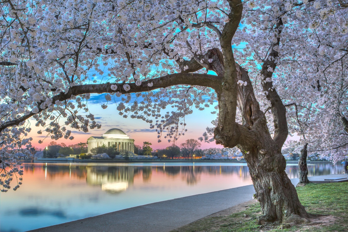 Pink blossoms frame the photo, an opening revealing the Jefferson Memorial and the tidal basin