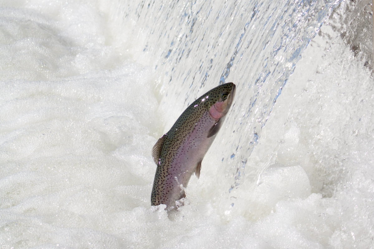 A sliver fish with black dots on its back jumps out of churning water towards a waterfall.