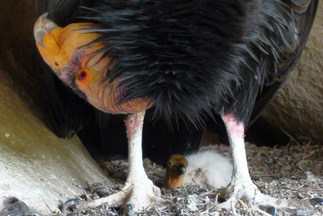 A large black bird bends its orange head down towards a baby bird laying at its feet.