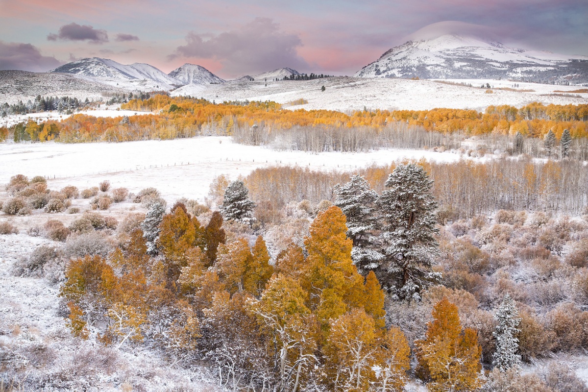 Snow covers mountain tops and orange Aspen trees