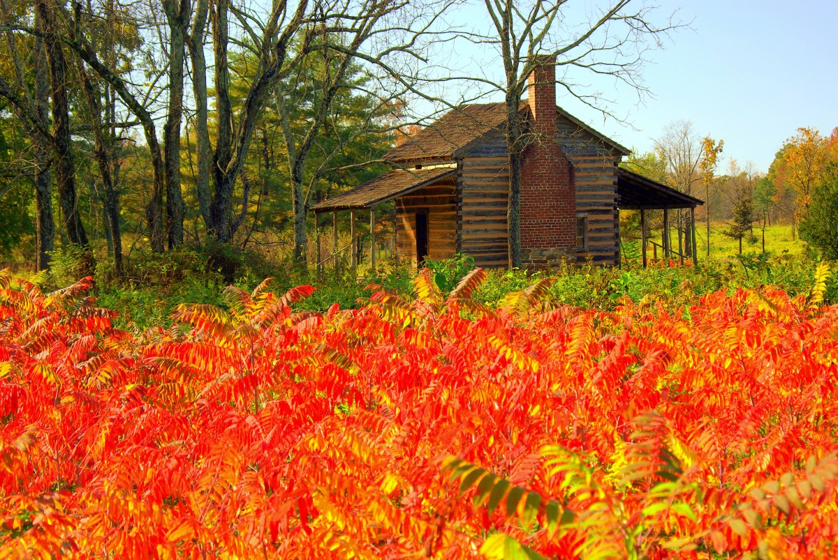 Red leaves in foreground with brown house in background.