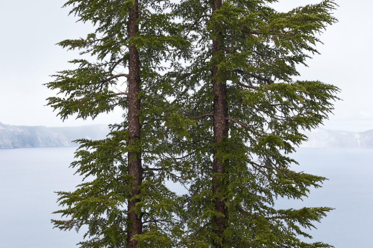 Two tall straight evergreen trees grow next to each other overlooking a wide lake on a foggy morning.