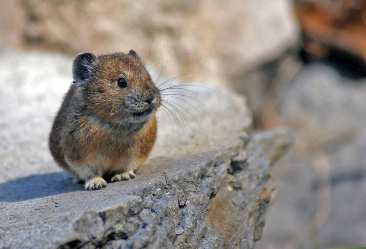 A small, furry animal with a wide face and small ears stands on top of a flat rock.