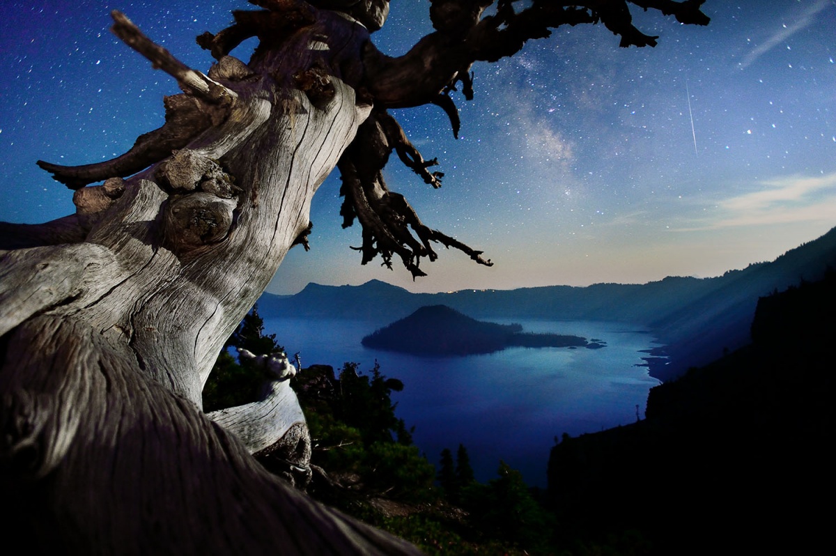 Tree trunk looms over a drop off towards water, a starry blue sky sits in the background