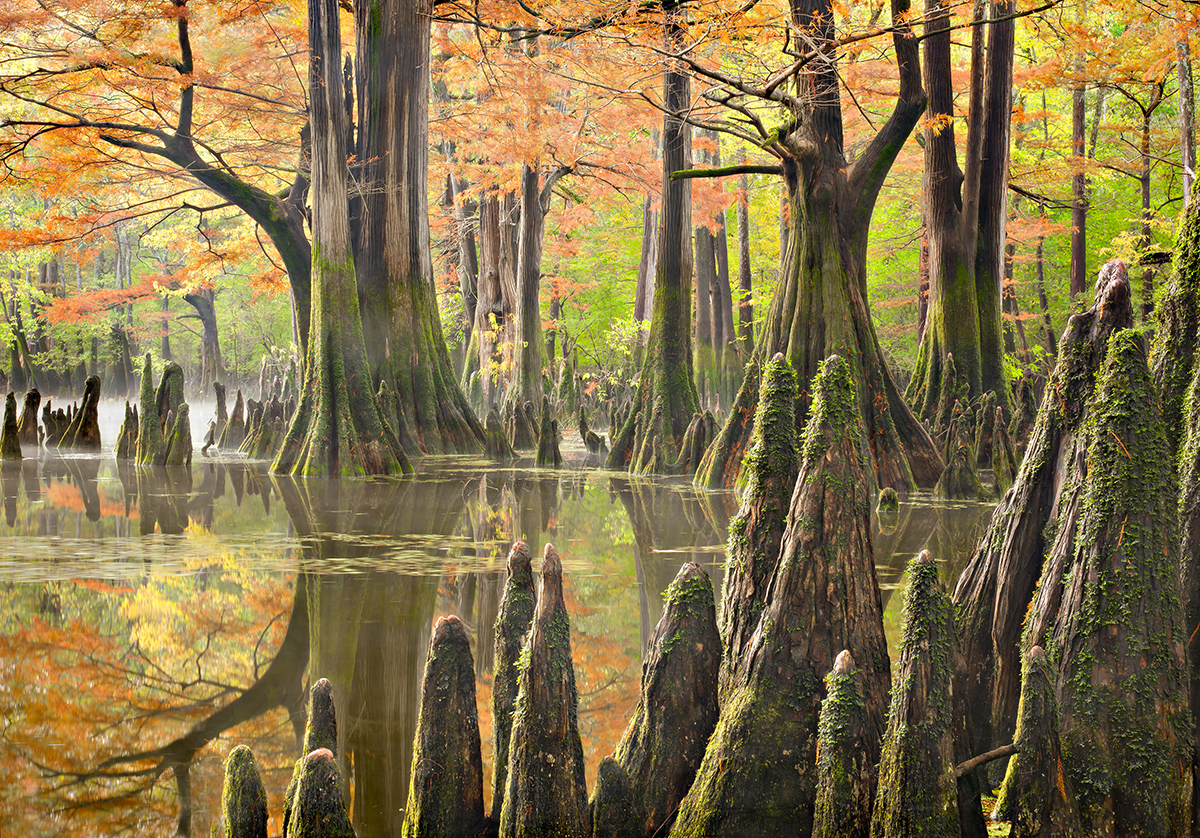 Large, gnarly trees with orange leaves growing in a swamp.