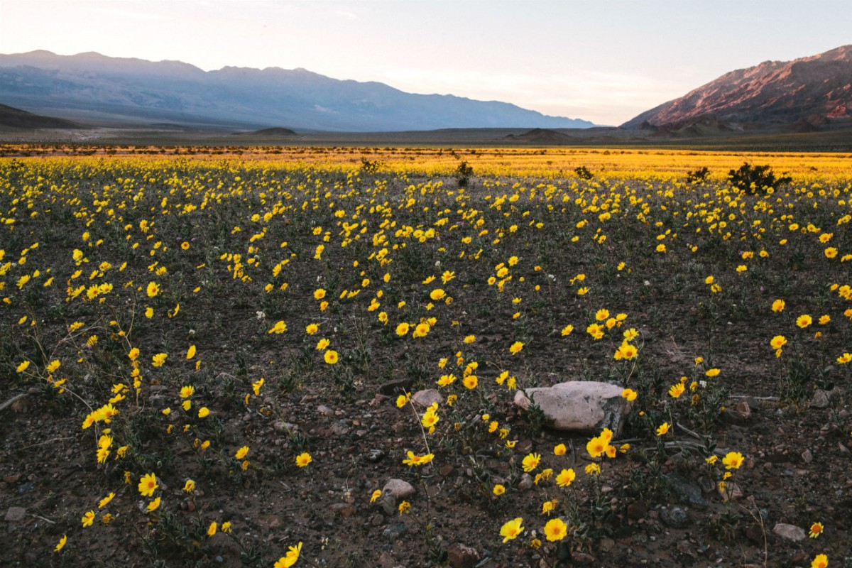 Yellow wildflowers carpet a wide, flat valley between two lines of mountains.