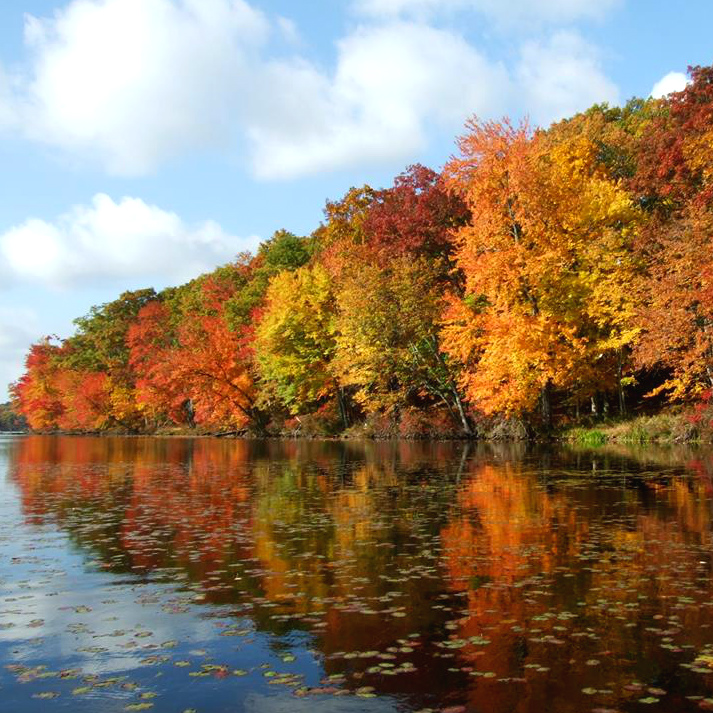 A long line of fall colored trees line the bank of a calm pond.