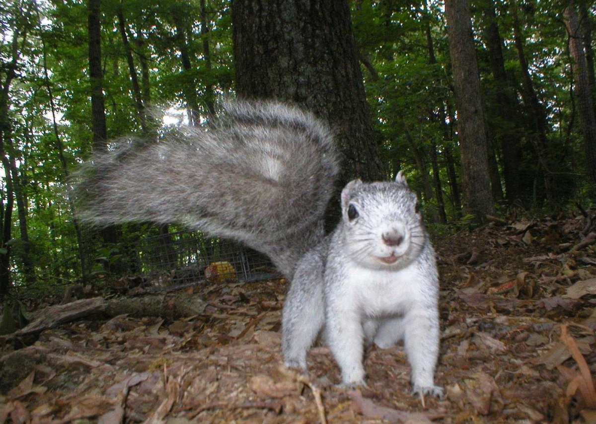 A light gray squirrel gets close to the camera on the forest floor.