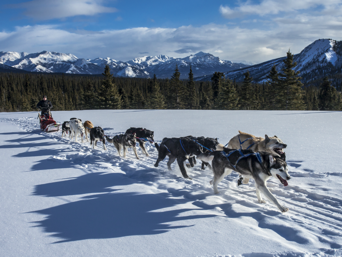 A man is transported  by several dogs pulling his sled