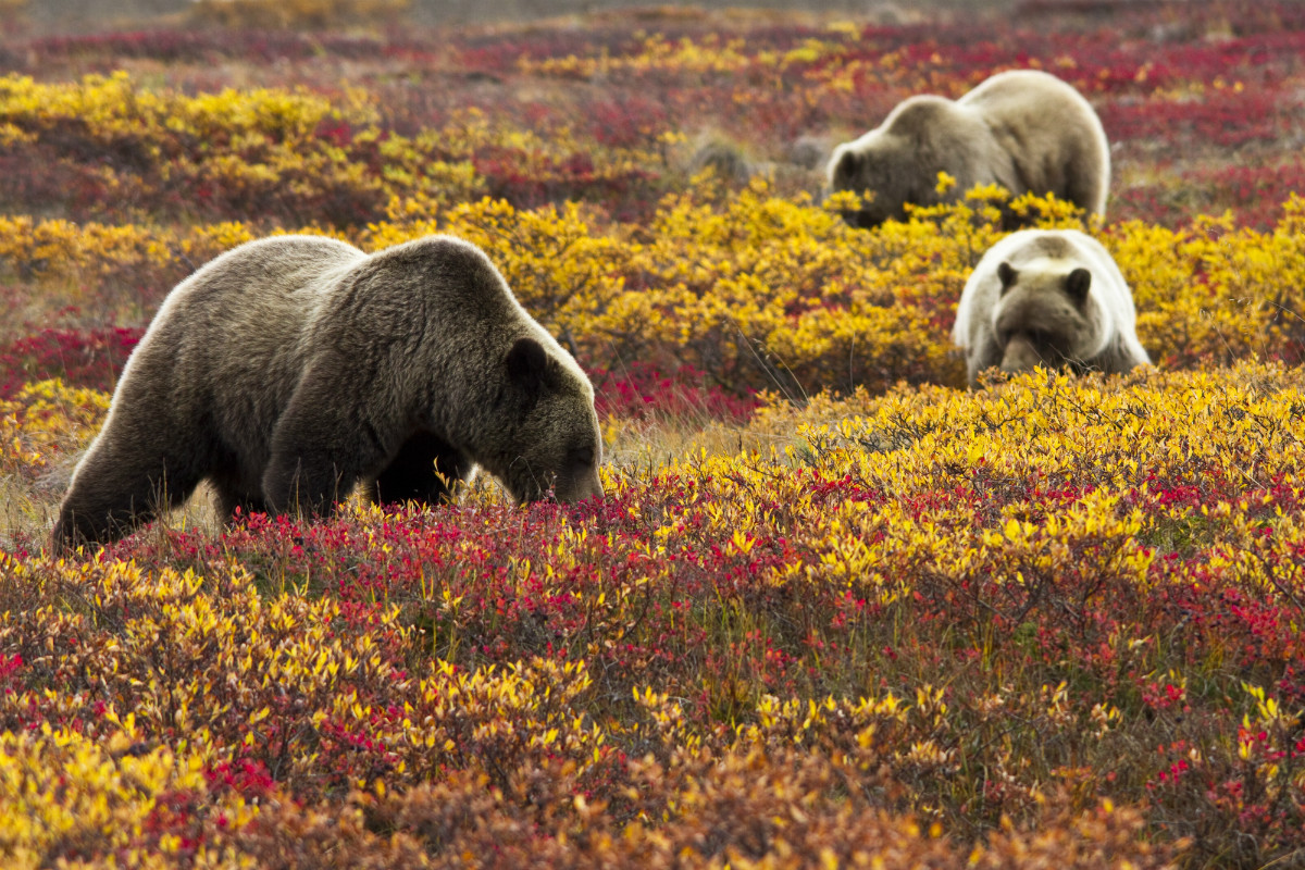Three brown bears hunt for blueberries on a grassy field covered in low bushes and colorful plants.