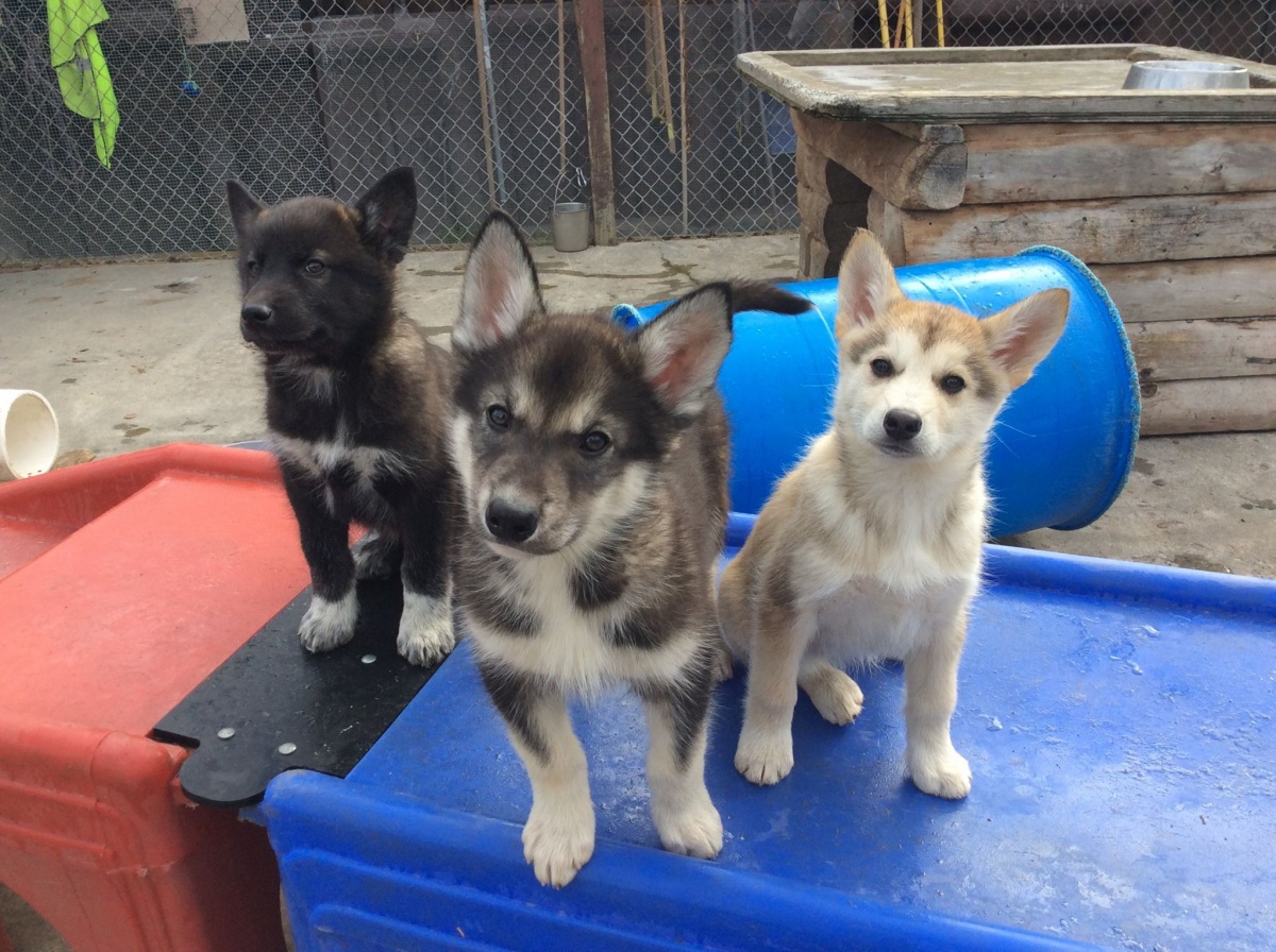 Three pups perched on a red and blue plastic object, ranging from the darkest pup on the left, a grey and white pup in the middle, and an all white pup on the right. 